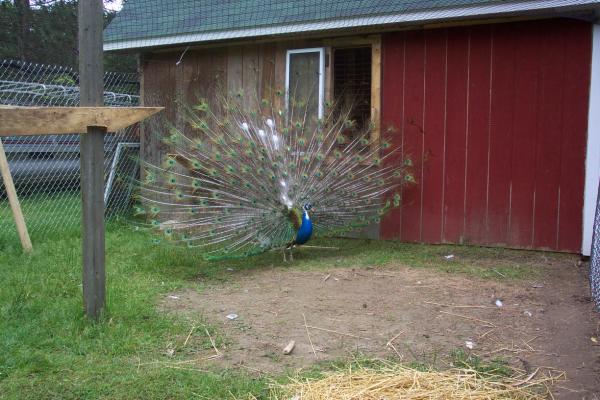 Pied peacock